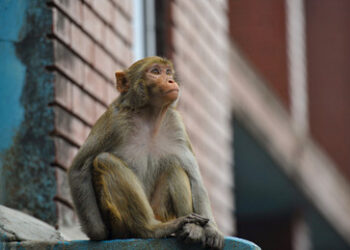 US-Polizisten töten "gefährliche" entlaufene Laboraffen