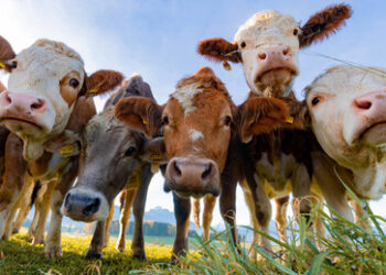 Für eine nachhaltige EU: Wie Dänemark Kühe auf dem CO₂-Klima-Altar opfert