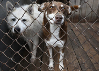 Hunde-Massaker in der Schweiz: War es wirklich nötig, alle 120 Hunde zu töten?