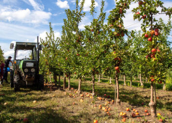 Niedersachsen: 22.000 Apfelbäume müssen einer geplanten Freiland-Solaranlage weichen