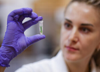 Öko der Spitzenklasse: In Russland entsteht selbstabbaubarer Kunststoff aus Pflanzen