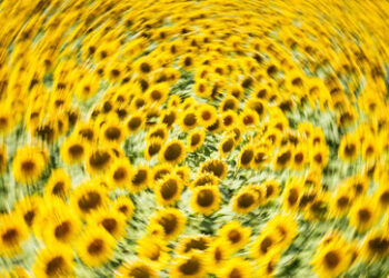 Sonnenblumenöl: Russland erreicht neue Führungsposition auf dem Weltmarkt