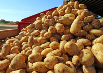 "Schweinezyklus": Kartoffeln vernichten für die Rendite