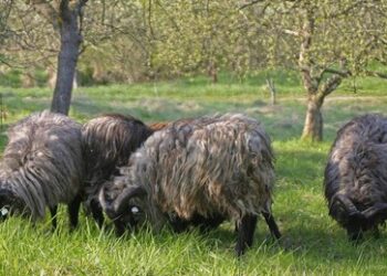 Deutscher Imkerbund: Bundesregierung muss neuen EU-Gentechnikbeschluss ablehnen