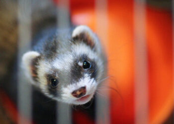 US-"Verschwendungsliste": Komasaufende Frettchen und Hunde auf Kokain