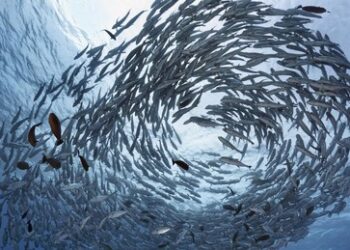 AfD-Chefin Weidel: Werden von Selenskij Ukraine-Hilfe  zurückfordern plus Nord-Stream-Reparatur