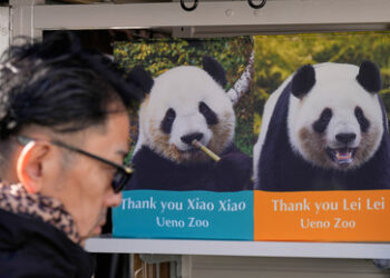 Nach Taiwan-Eklat: Zwei Große Pandas aus Japan nach China zurückgebracht