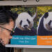 Nach Taiwan-Eklat: Zwei Große Pandas aus Japan nach China zurückgebracht