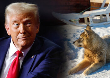 Trump: Grönlands Verteidigung besteht aus "zwei Hundeschlitten"