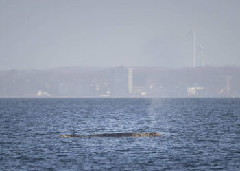 Buckelwal sucht Weg aus Lübecker Bucht – und bekommt polizeilichen Geleitschutz