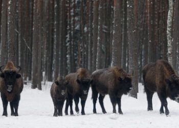 Zug in Polen rammt Wisentherde – drei Tiere tot