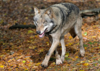 Nach Beißattacke in Hamburg: Wolf "auf Bewährung" wieder auf freiem Fuß