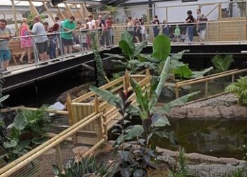 England: Zoobesucher wirft Dreijährigen in Krokodilgehege