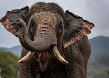 Aggressiver Elefant: Er verfolgt schon 14 Jahre lang eine Familie in Nepal