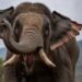 Aggressiver Elefant: Er verfolgt schon 14 Jahre lang eine Familie in Nepal