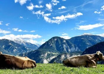 Dürresommer 2026: Futterknappheit in den Alpen – Mehr Tiere landen beim Metzger