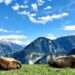 Dürresommer 2026: Futterknappheit in den Alpen – Mehr Tiere landen beim Metzger