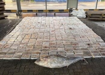 Faule Sache: Russische Beamte entdecken 500 Kilogramm Kokain in Thunfischen aus Ecuador