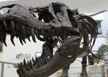 Rund 50 Millionen US-Dollar für Dinosaurierknochen: T-Rex-Skelett bei Sotheby's versteigert