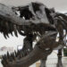 Rund 50 Millionen US-Dollar für Dinosaurierknochen: T-Rex-Skelett bei Sotheby's versteigert
