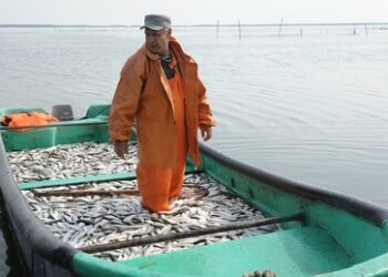 Fischereibehörde-Chef über Ablehnung von Sanktionen gegen russischen Fisch: "EU-Stolperstein"