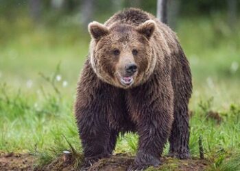 Verlobter, Polizei und Wildhüter schauten zu: Bär fraß Frau im Altai-Gebirge