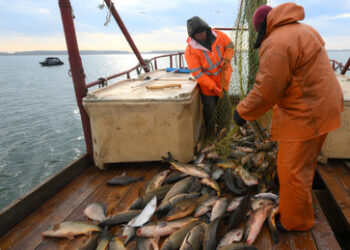Fisch aus Russland: EU ist viertgrößter Abnehmer