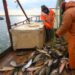 Fisch aus Russland: EU ist viertgrößter Abnehmer