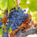 Frankreich: Weinproduktion auf Rekordtief seit Jahrzehnten