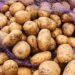 "Echte Kartoffelkatastrophe": Europa droht Kartoffelknappheit wegen extremer Hitze