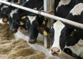 Daten aus Bayern beweisen: Landwirte überdurchschnittlich suizidgefährdet