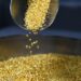 Trotz Prognosen – Gold durchbricht historische Trends